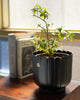 Nadi Planter