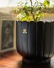 Nadi Planter