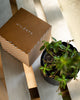 Nadi Planter